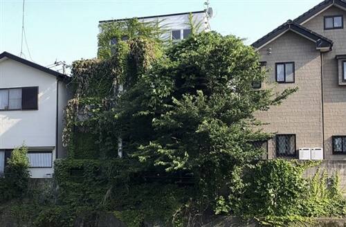 空き家の木の伐採