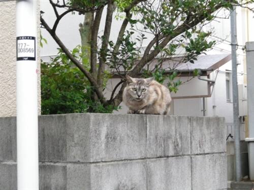 空き家の害獣・害虫トラブル